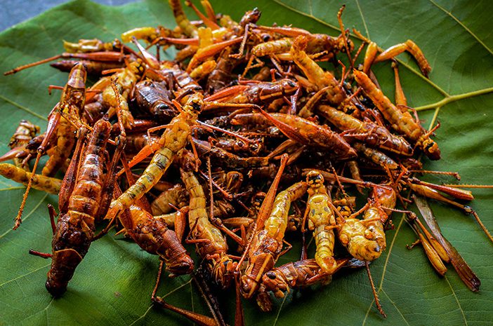 Belalang goreng menjadi alternatif makanan
